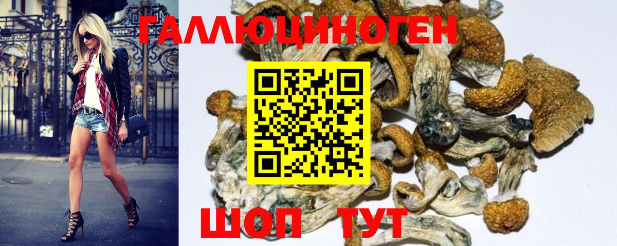 где можно купить   Вход с VPN  Псилоцибиновые грибы Psilocybe  Щёлково  Псилоцибиновые грибы GOLDEN TEACHER 